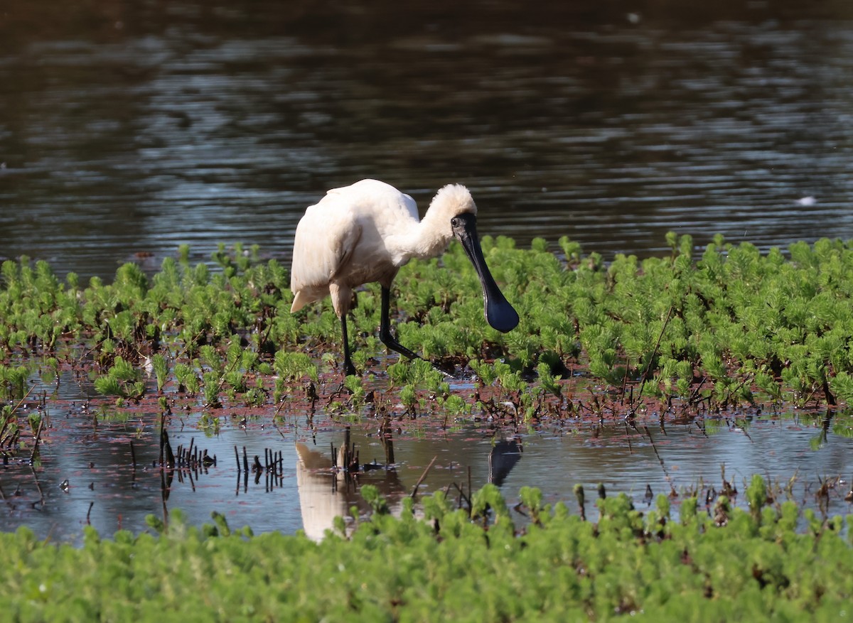 Royal Spoonbill - ML502549991