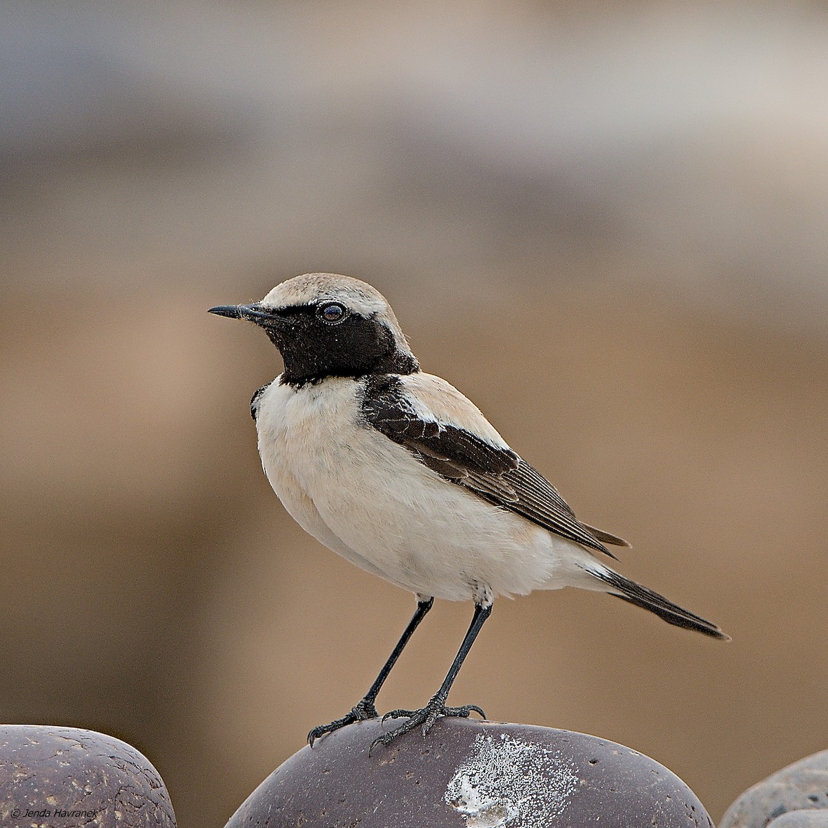 Desert Wheatear - Jenda Havránek