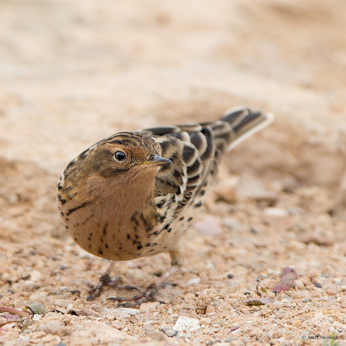 Red-throated Pipit - Jenda Havránek