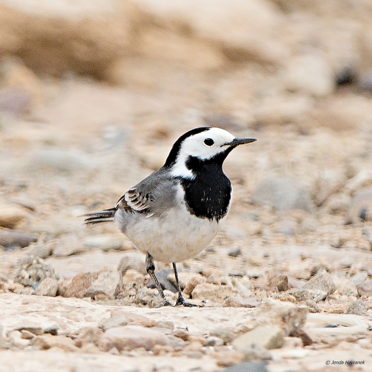 White Wagtail - ML502550791