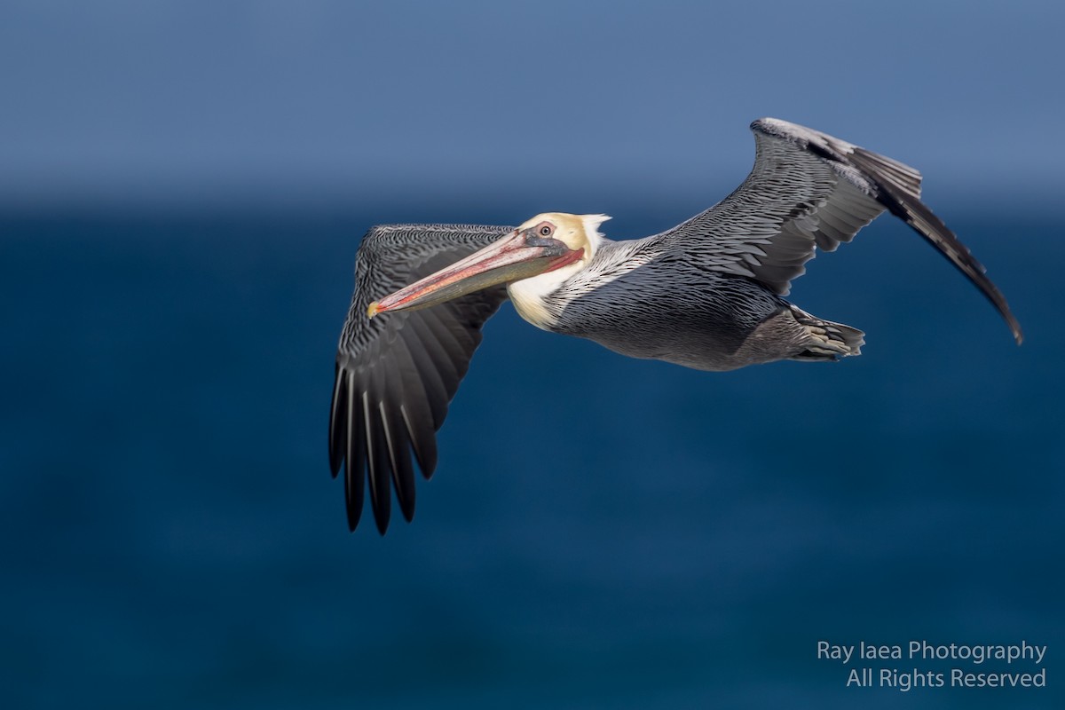 Brown Pelican - ML50255121