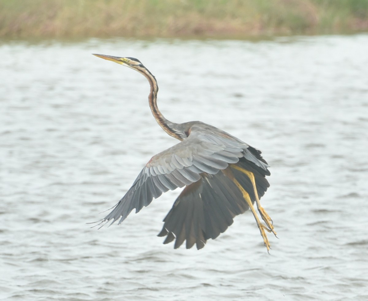 Purple Heron - ML502551221