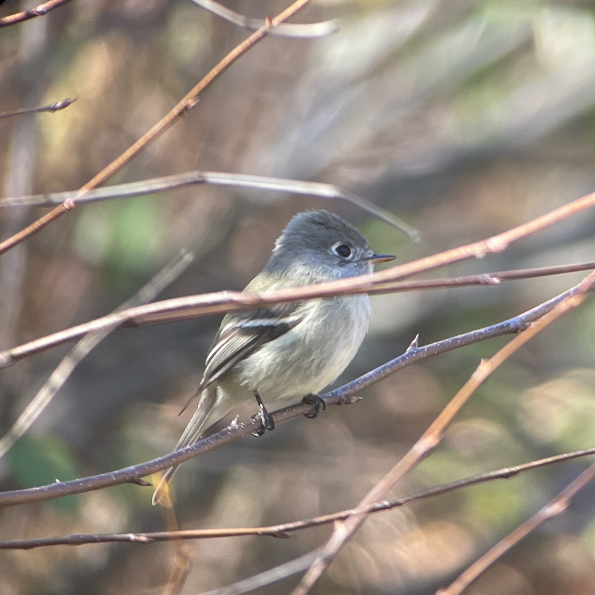 Hammond's Flycatcher - ML502552971