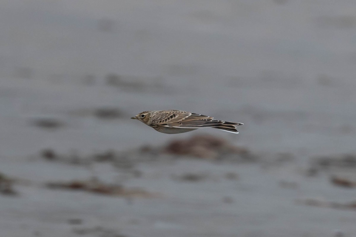 Eurasian Skylark - Johannes Ferdinand