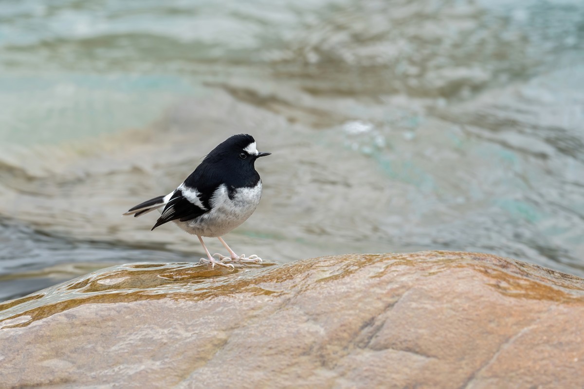 Little Forktail - Deepak Budhathoki 🦉