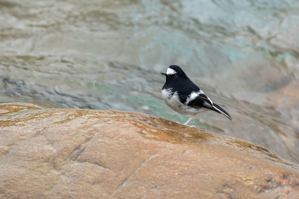 Little Forktail - ML502553881