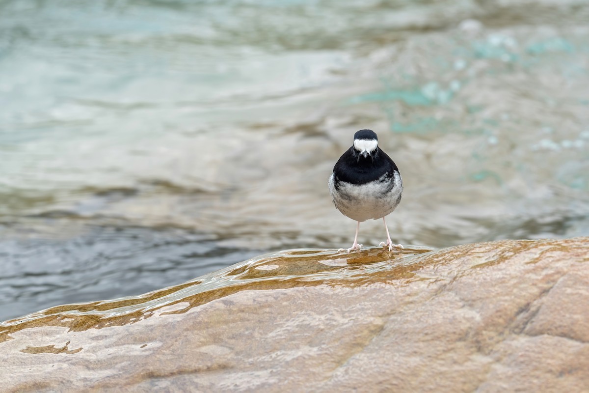 Little Forktail - Deepak Budhathoki 🦉