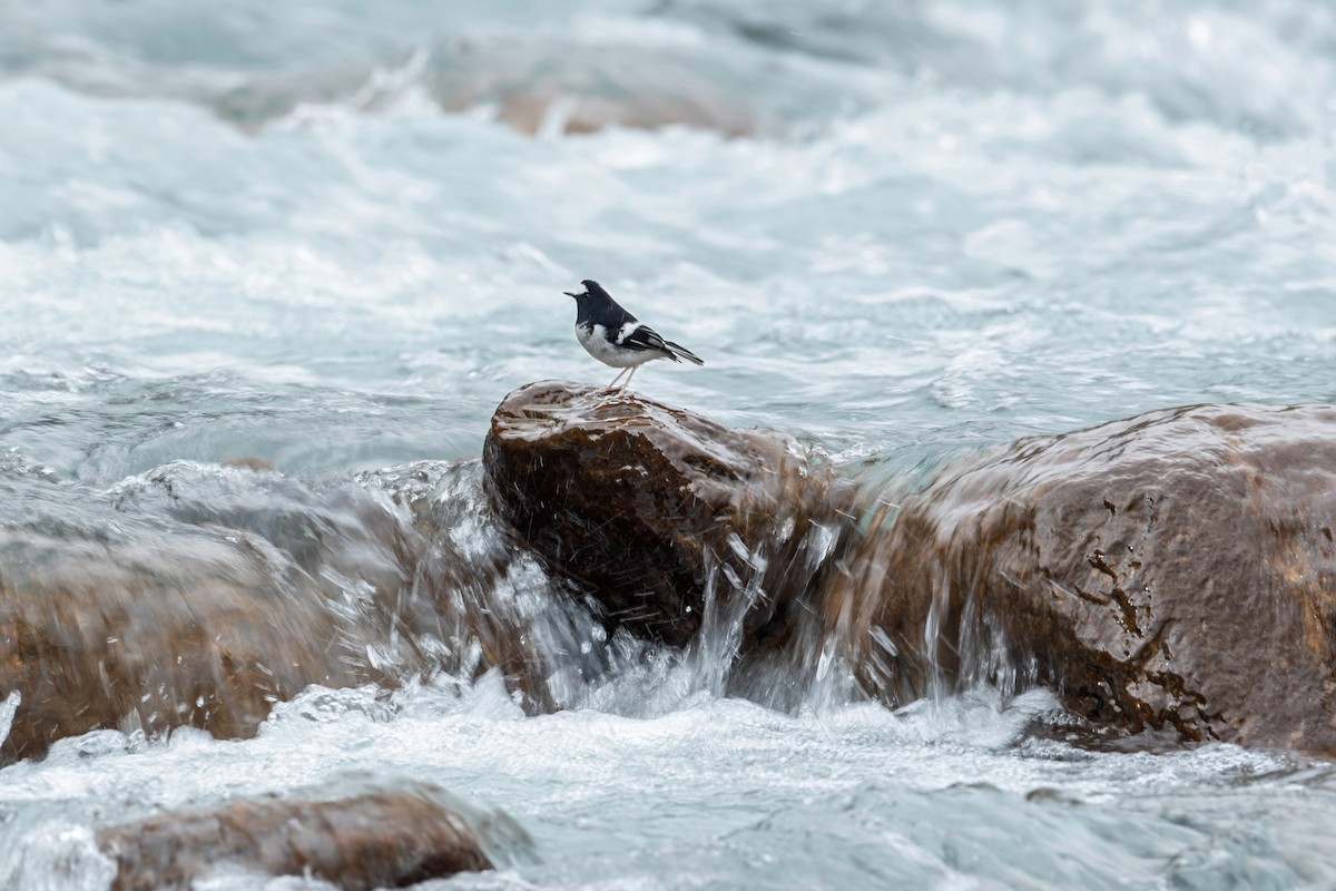 Little Forktail - Deepak Budhathoki 🦉