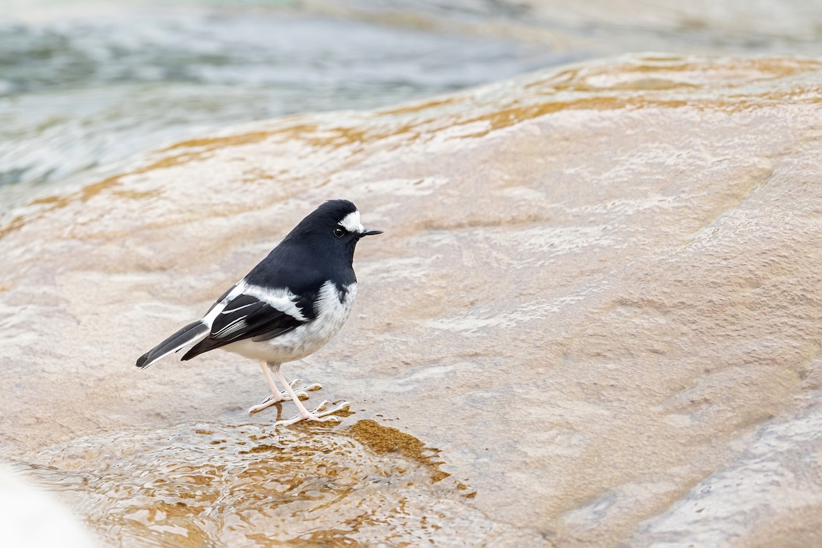 Little Forktail - Deepak Budhathoki 🦉