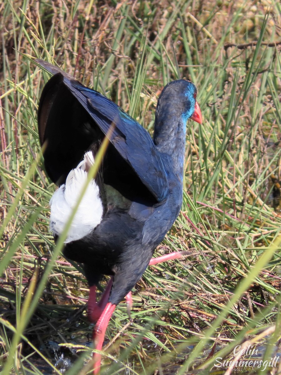 African Swamphen - ML502554161