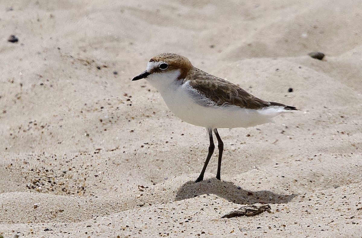 Red-capped Plover - ML502554201