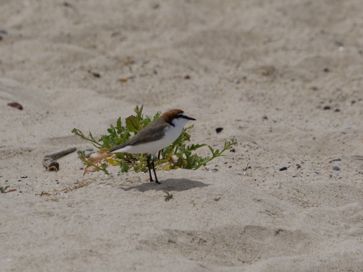 Red-capped Plover - ML502554211