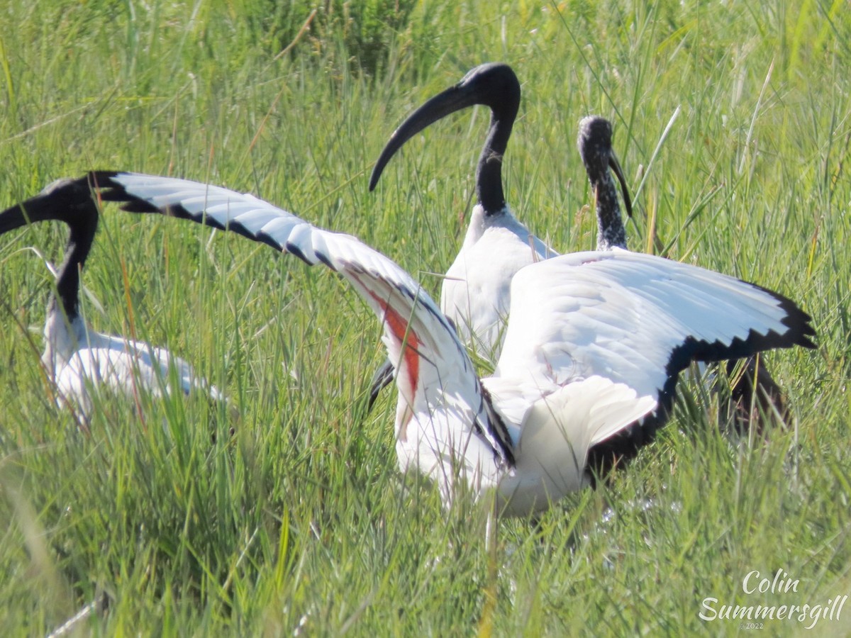 African Sacred Ibis - ML502554391