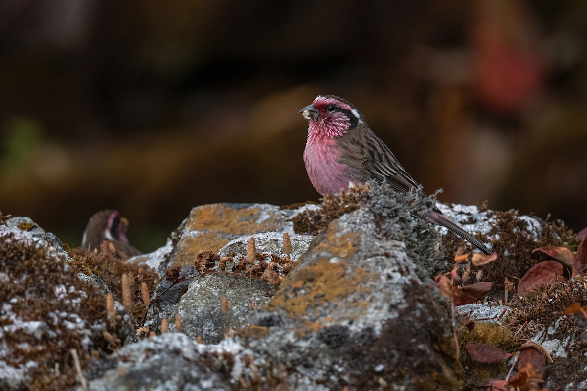 Himalayan White-browed Rosefinch - Deepak Budhathoki 🦉