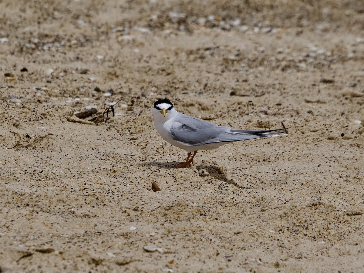 Little Tern - ML502554531