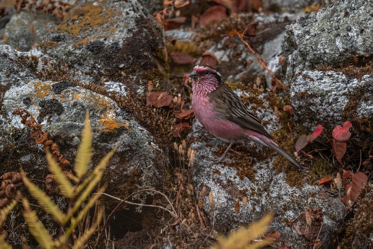 Himalayan White-browed Rosefinch - ML502554561