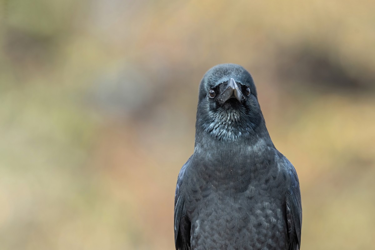 Large-billed Crow (Large-billed) - ML502554671