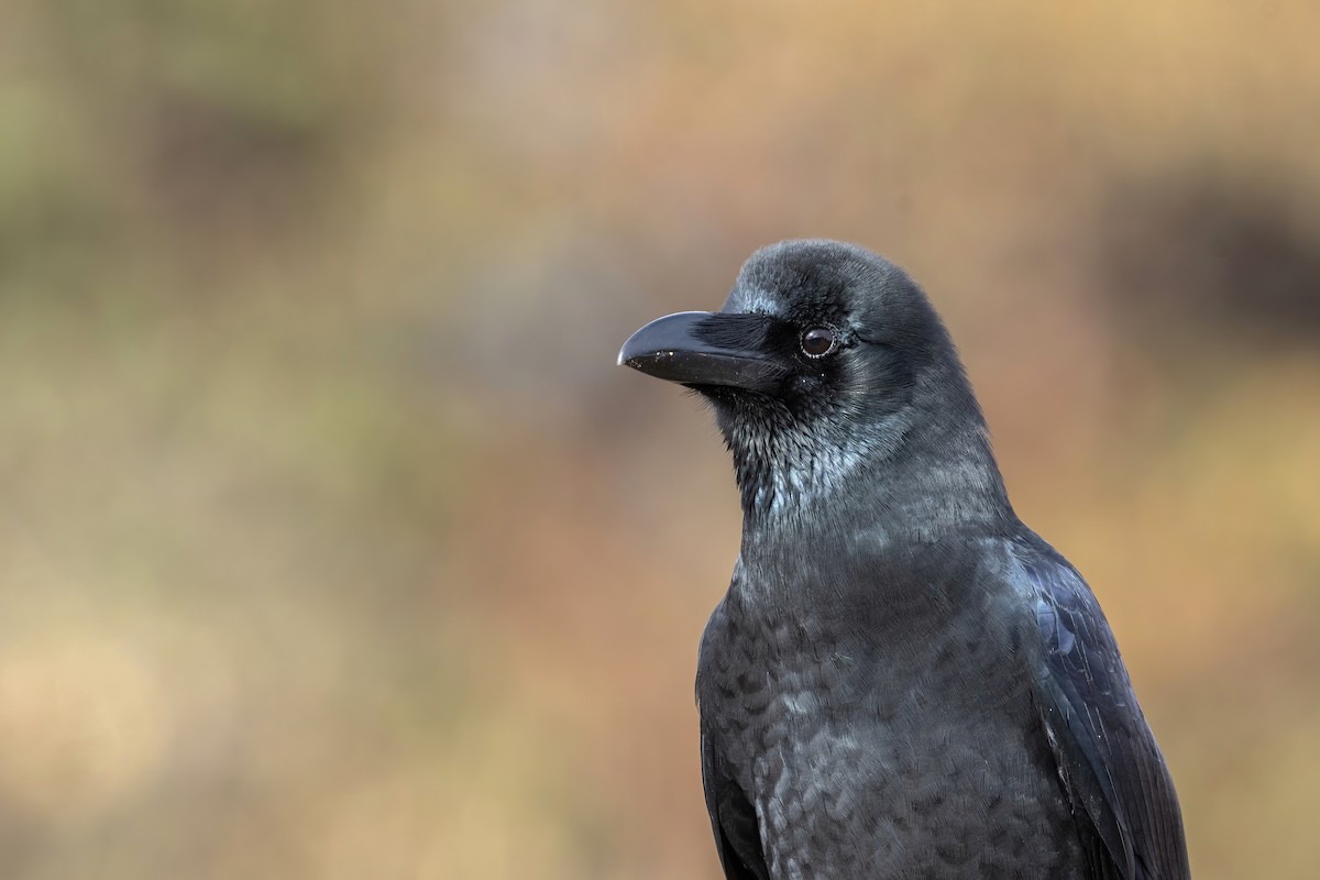 Large-billed Crow (Large-billed) - Deepak Budhathoki 🦉
