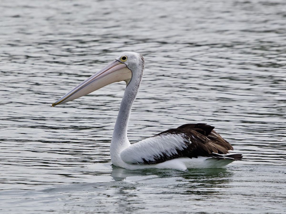 Australian Pelican - ML502554711