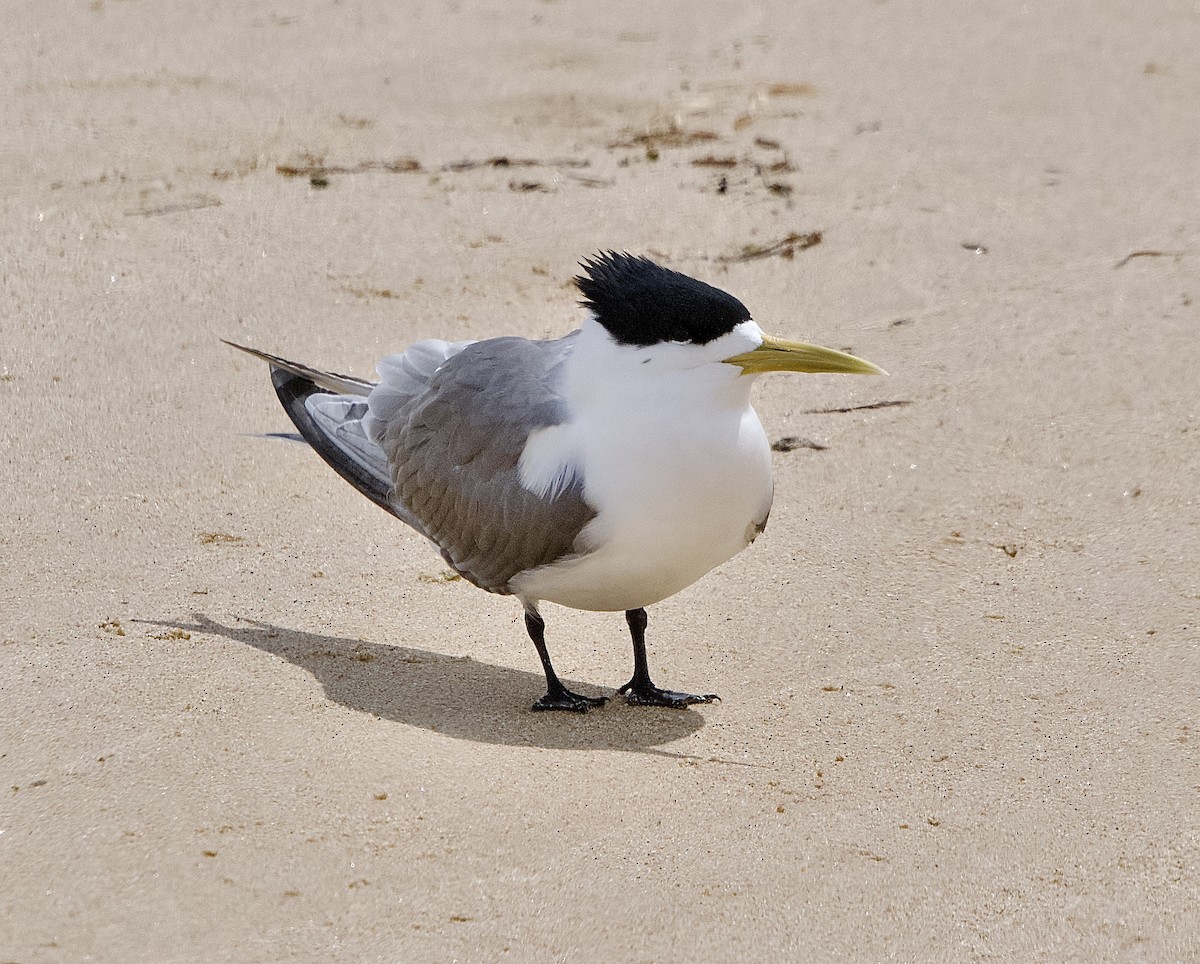 Great Crested Tern - ML502554881