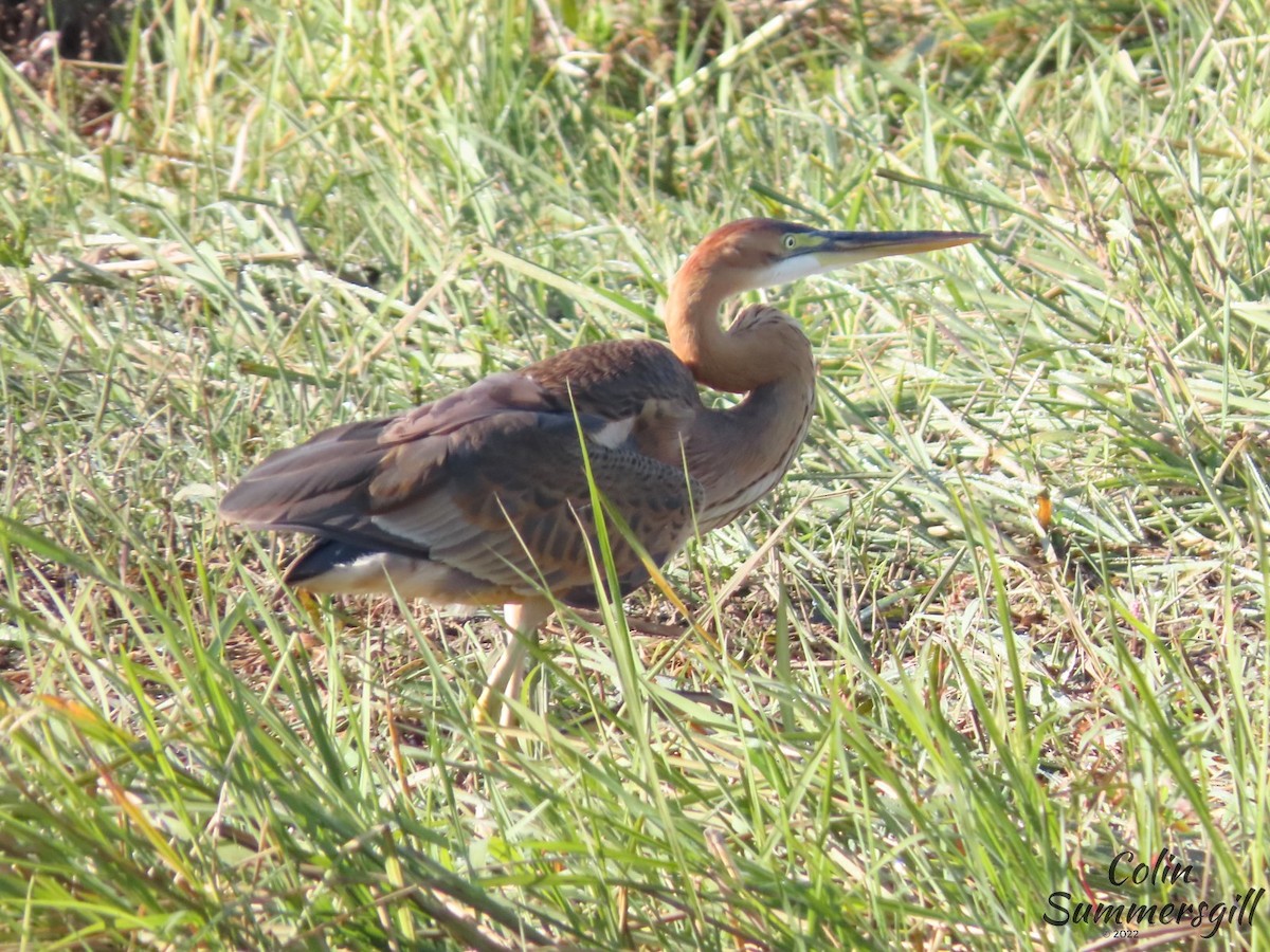 Purple Heron - ML502554891