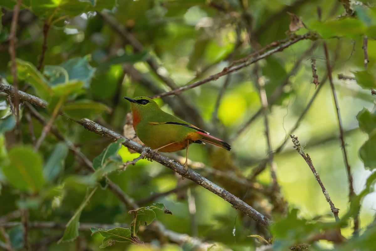 Fire-tailed Myzornis - ML502555191