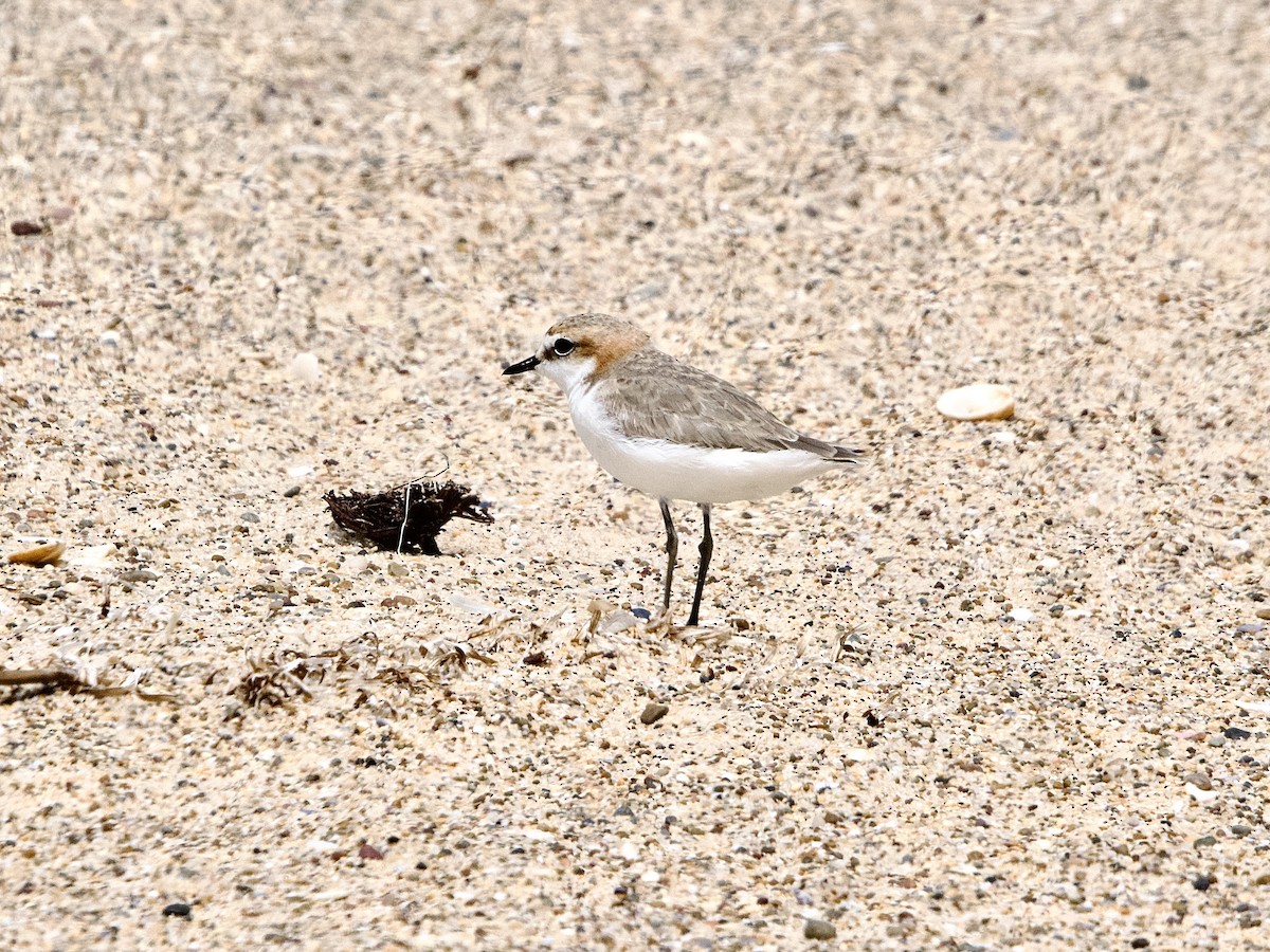 Red-capped Plover - ML502555831