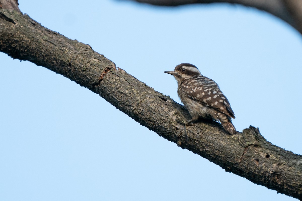 Sunda Pygmy Woodpecker - ML502556321