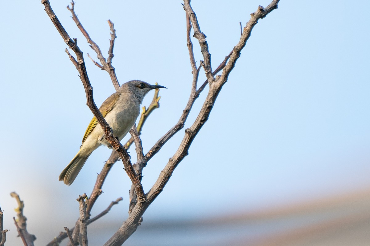 Brown Honeyeater - ML502556351