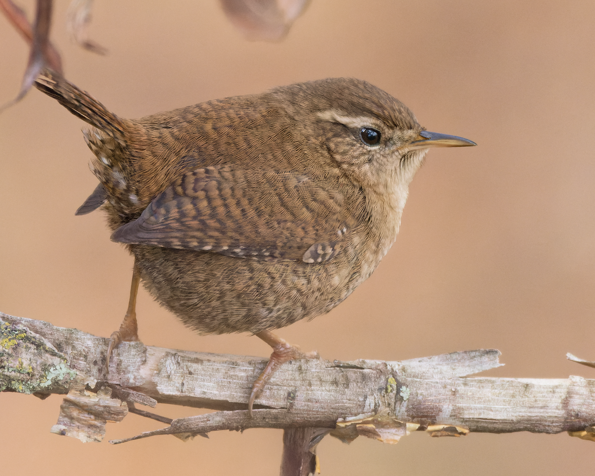 Eurasian Wren - Juan Parra Caceres