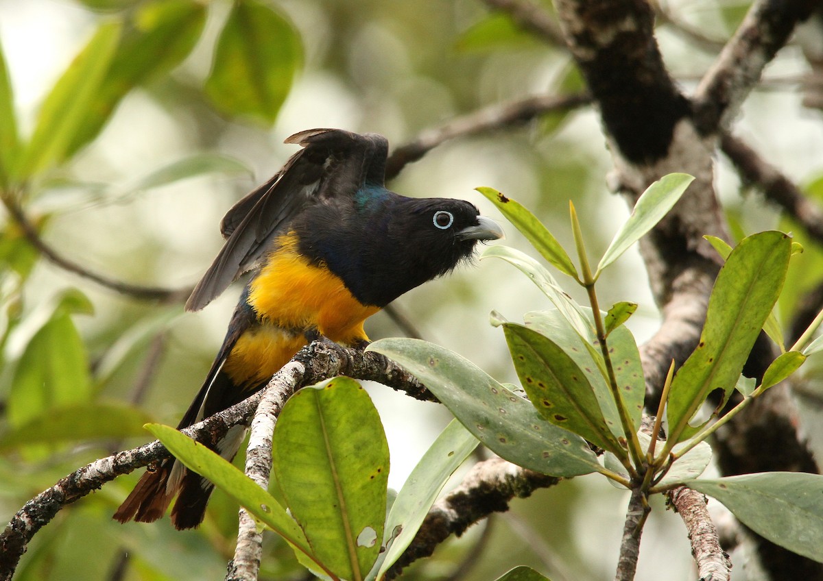 Green-backed Trogon - ML502558931