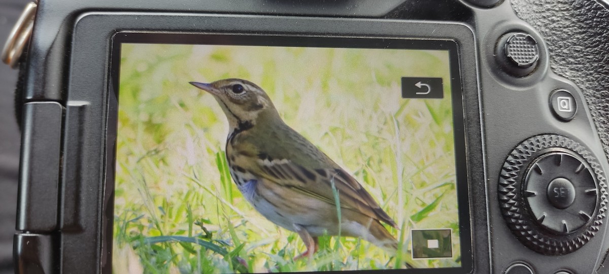 Olive-backed Pipit - ML502559101