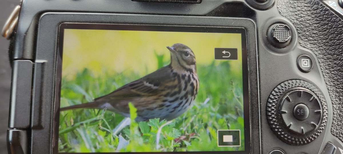 Olive-backed Pipit - ML502559111