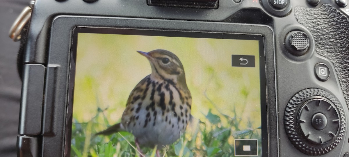 Olive-backed Pipit - ML502559121