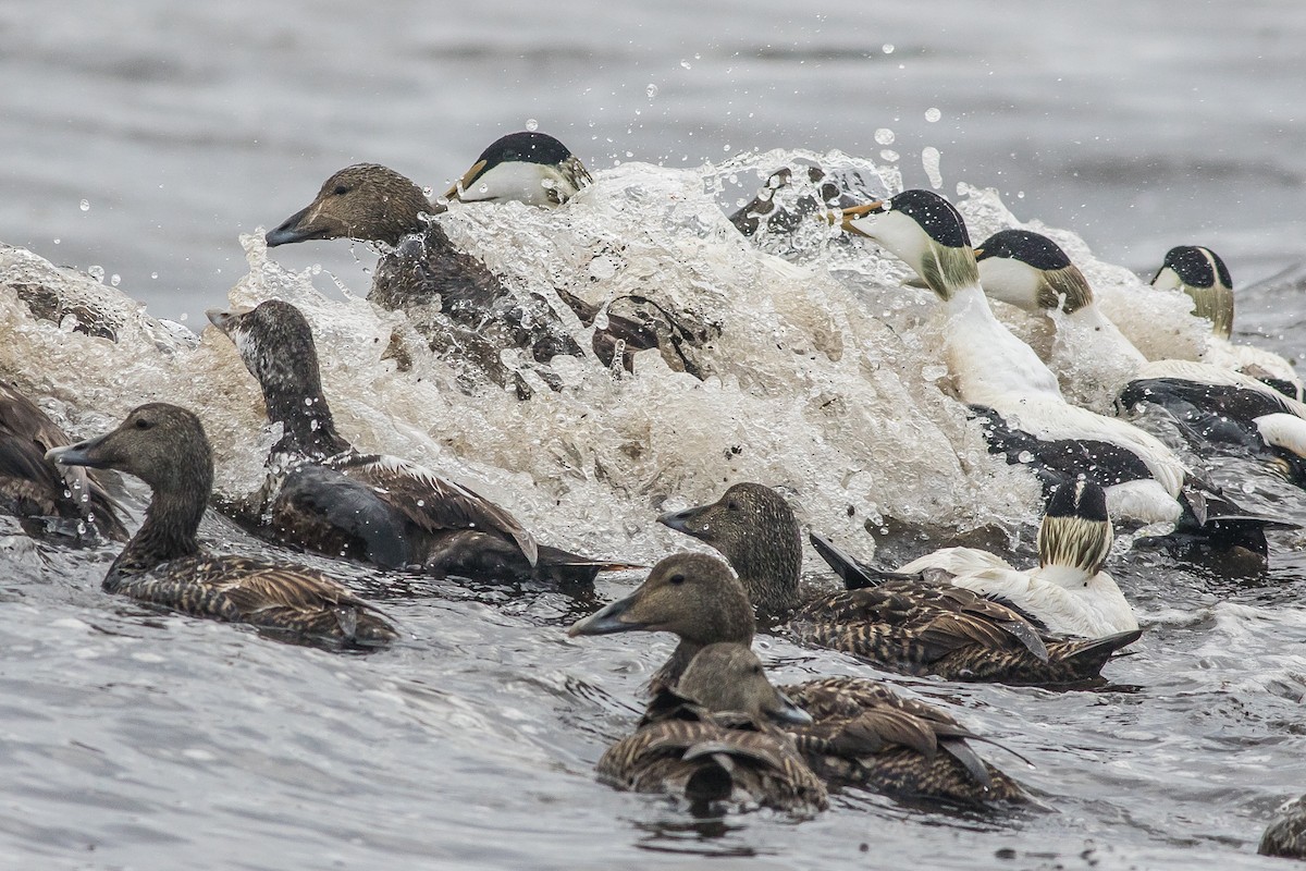 Common Eider - ML502559131