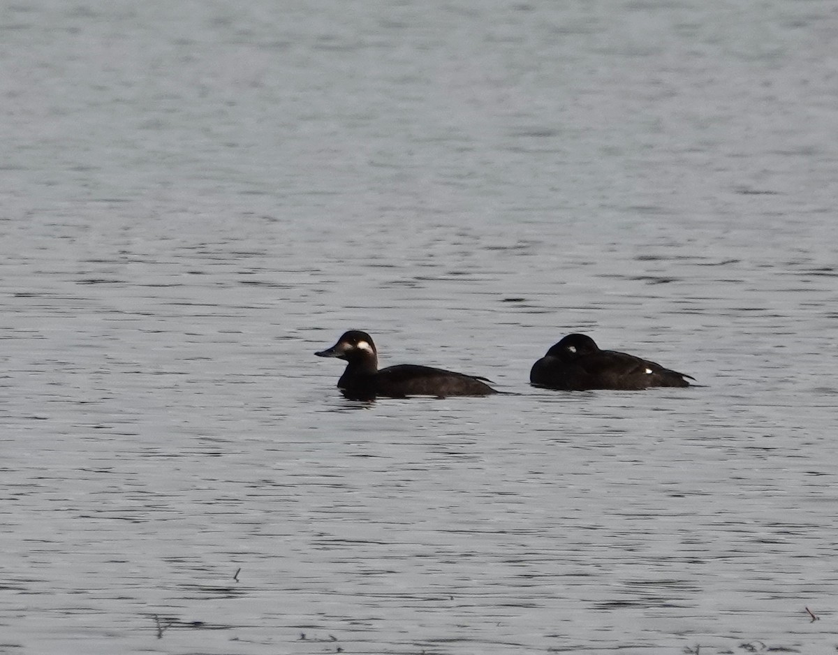 Velvet Scoter - ML502559361