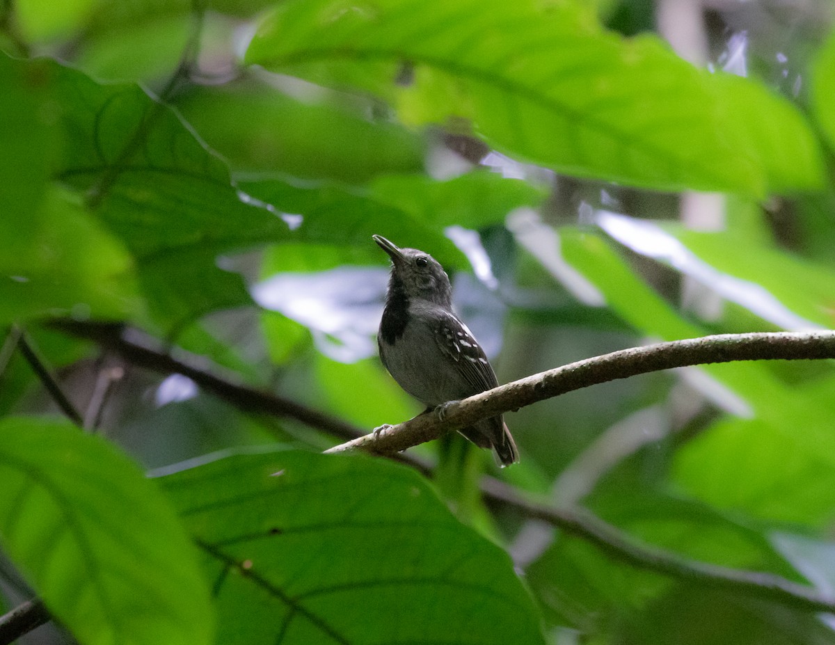 Long-winged Antwren - ML502560401