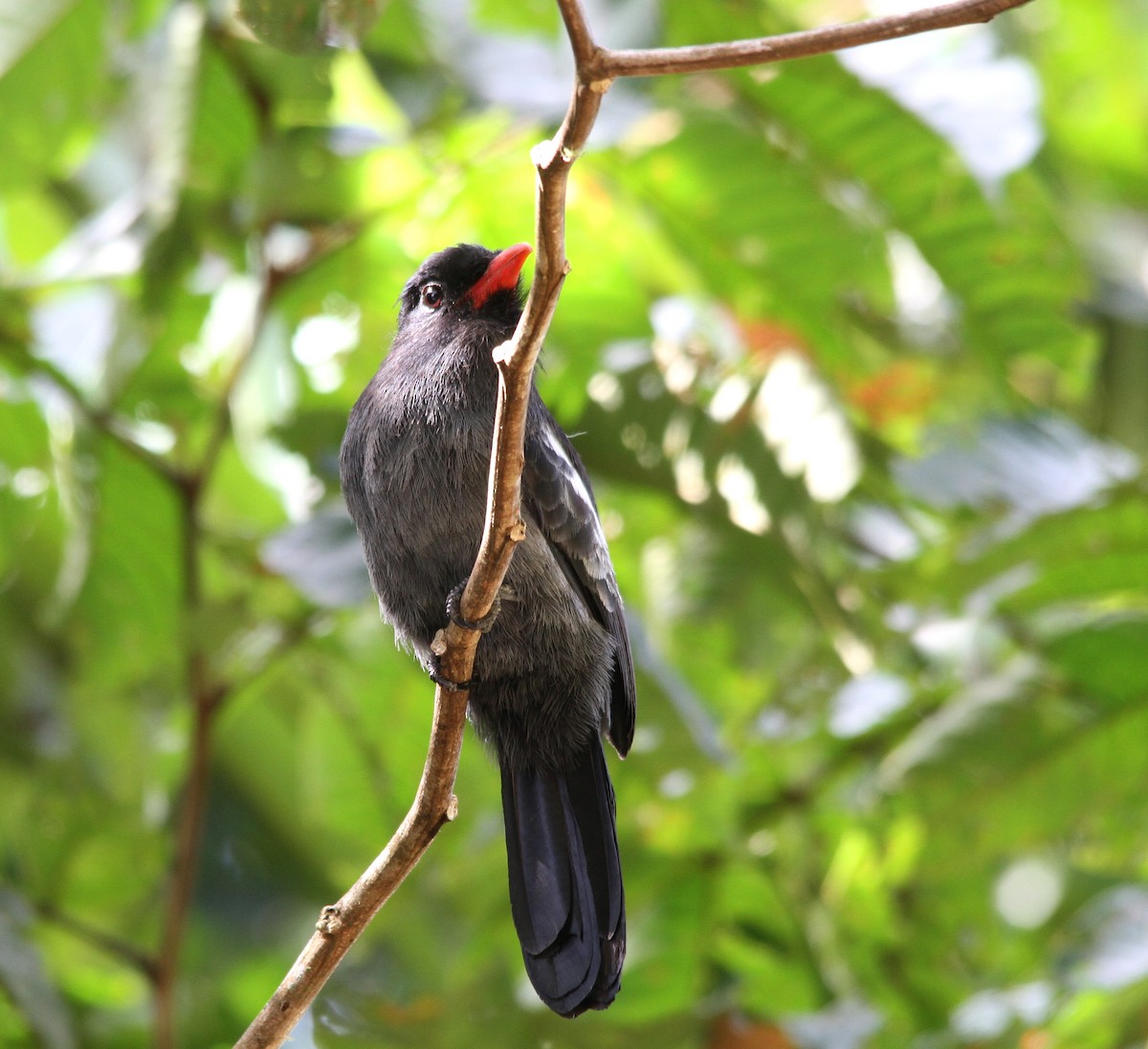 Weißschulter-Faulvogel - ML502562381