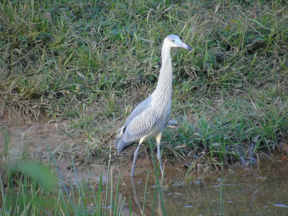 Whistling Heron - ML502562971