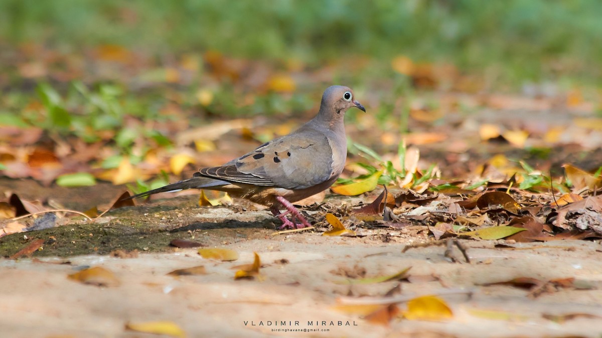 Mourning Dove - ML502564481