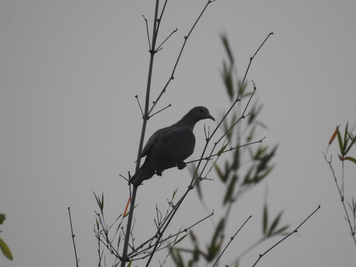 Green Imperial-Pigeon - ML502565241