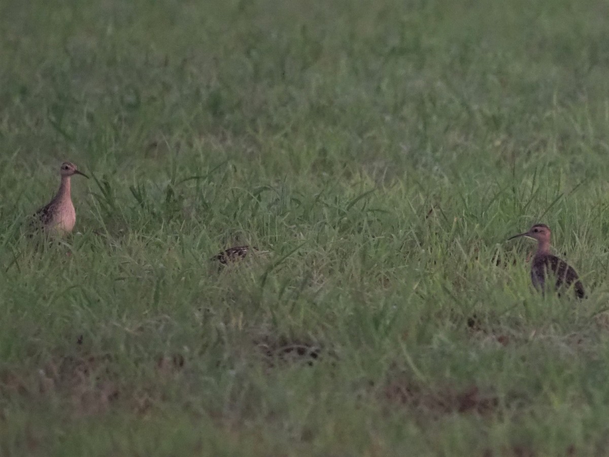 Little Curlew - ML502566381