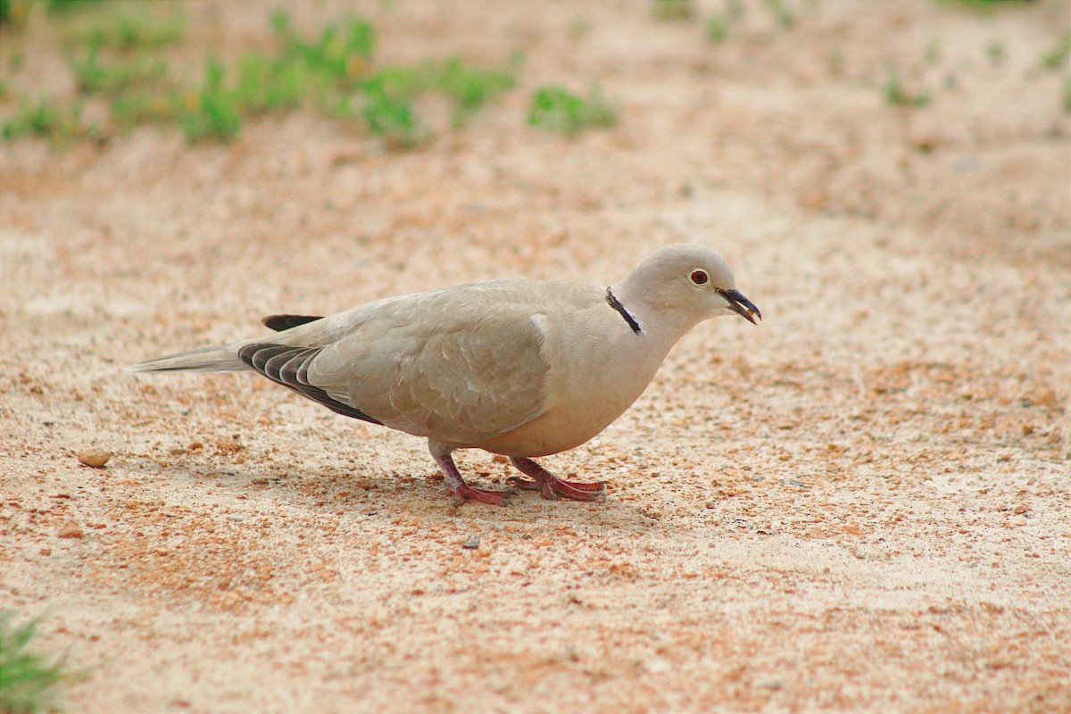 Eurasian Collared-Dove - ML502566451