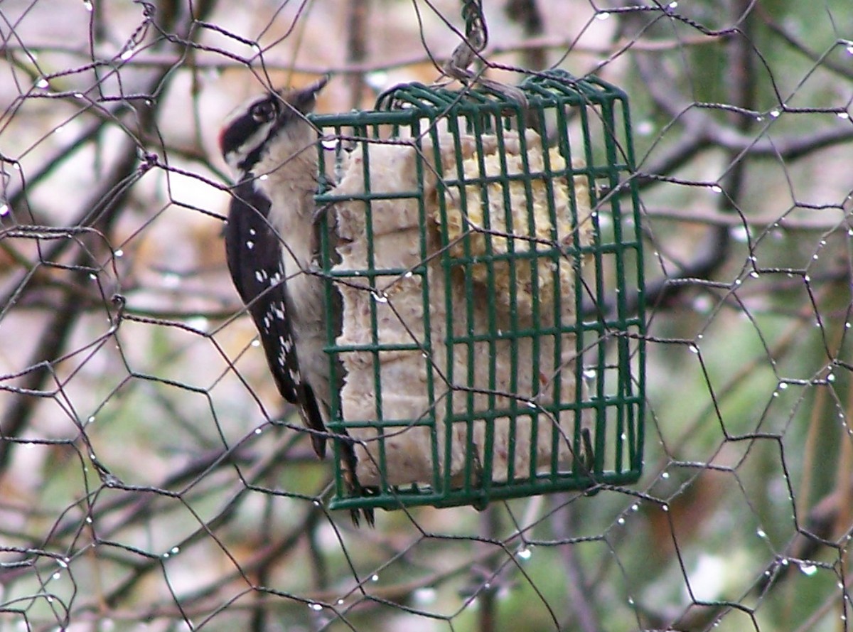 Downy Woodpecker - ML50256651