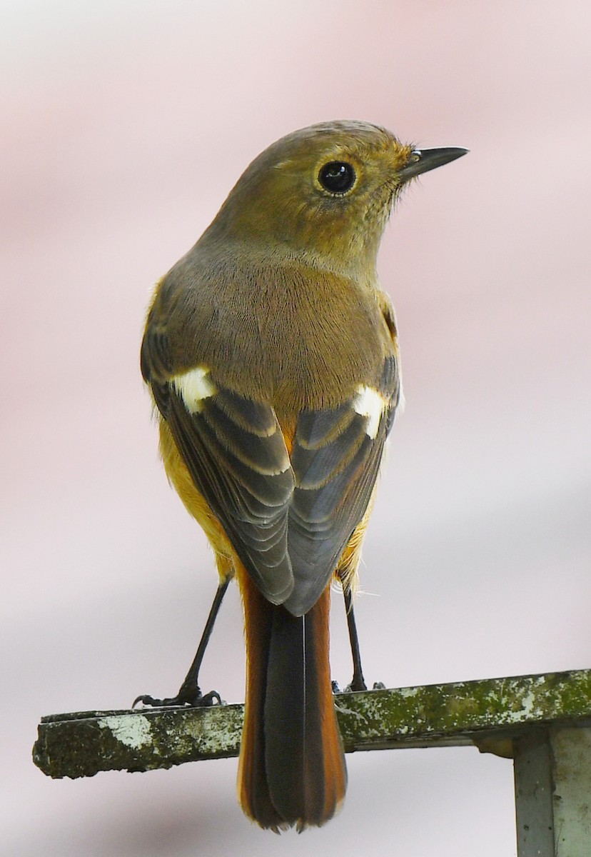 Daurian Redstart - ML502566771