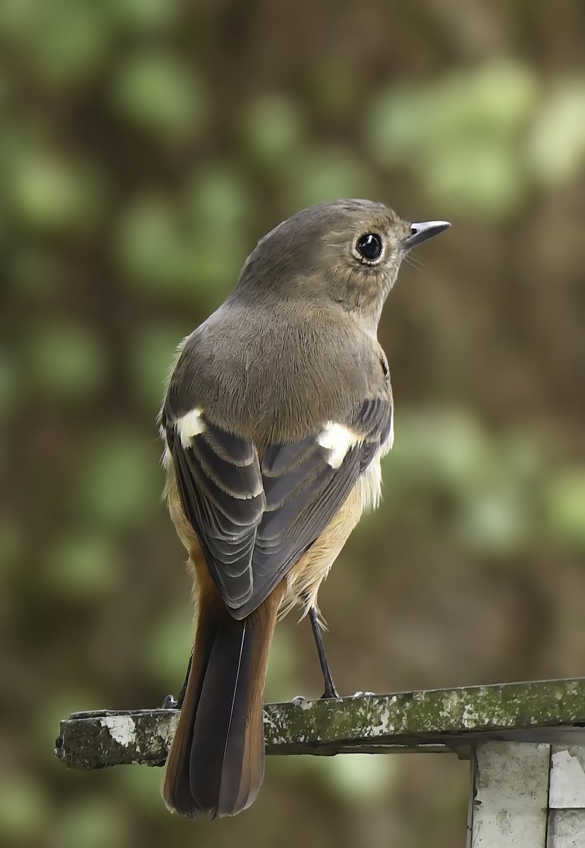 Daurian Redstart - ML502566801