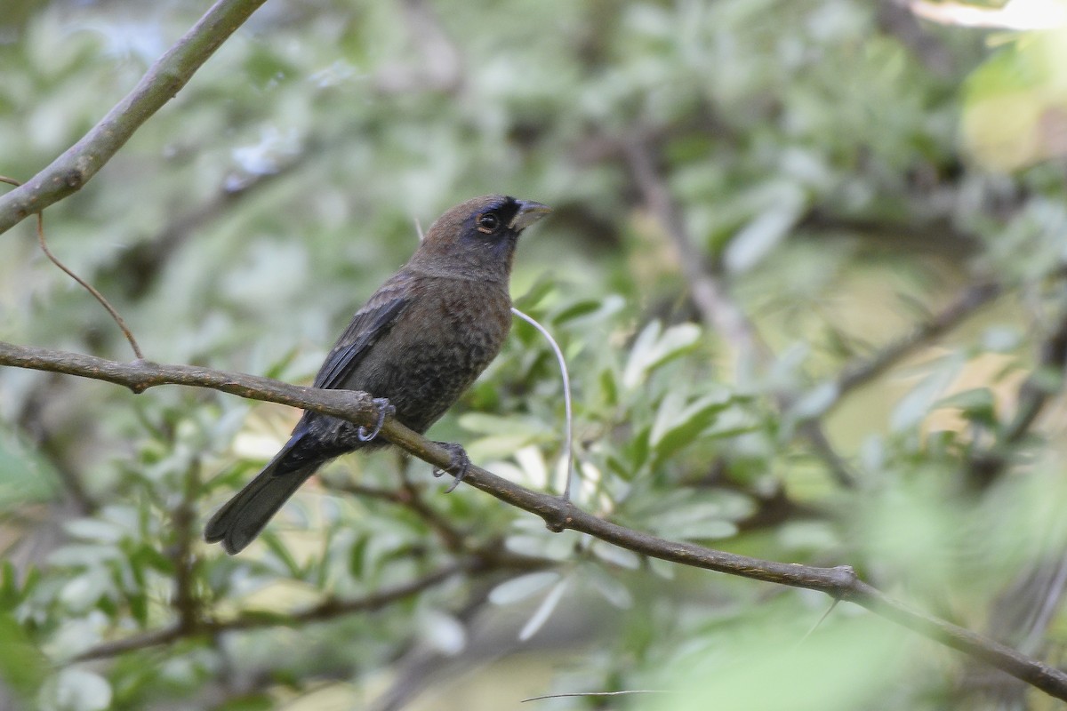 Varied Bunting - ML502568181