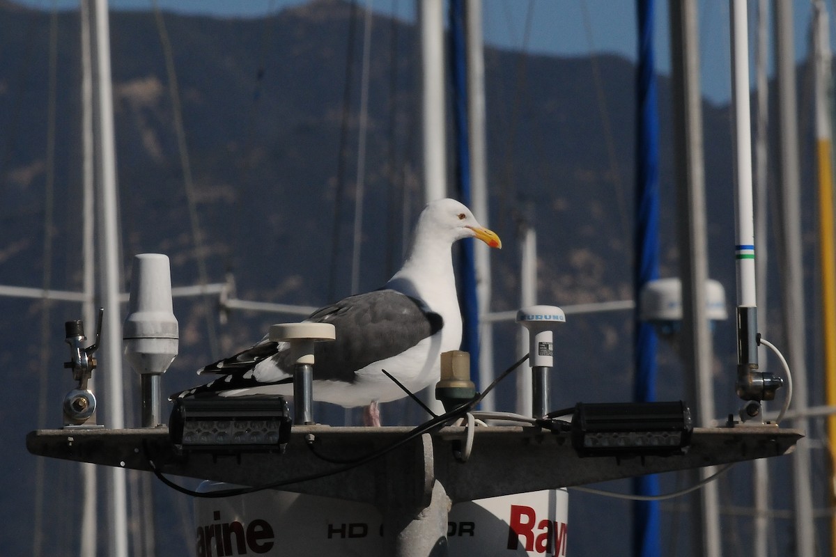 Western Gull - John Doty