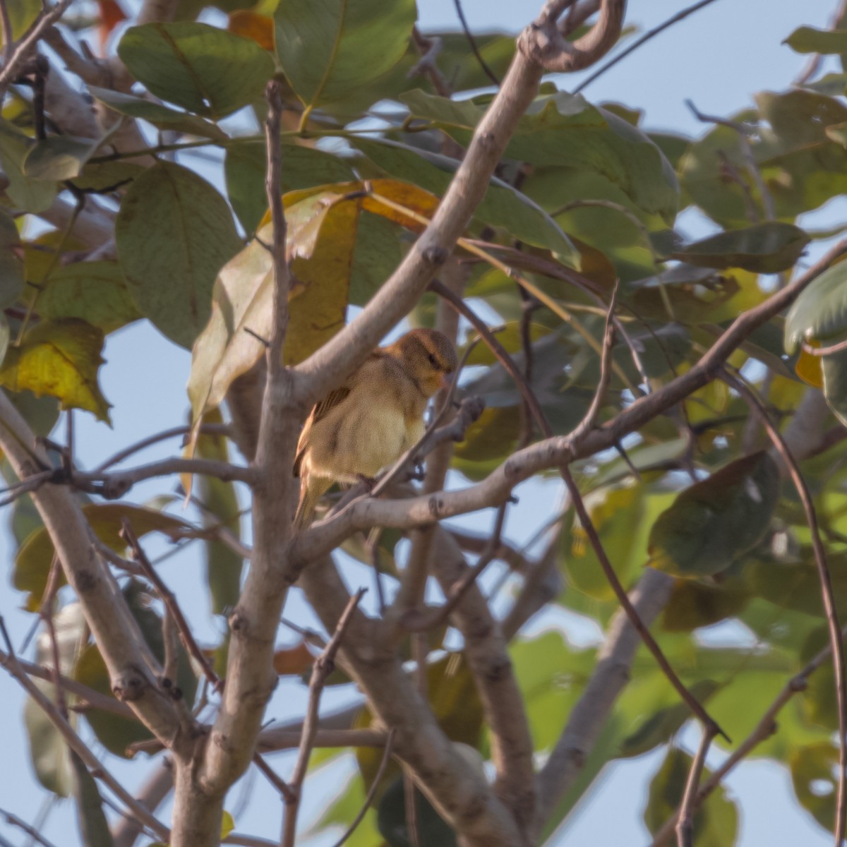 House Sparrow - Keshava Mysore
