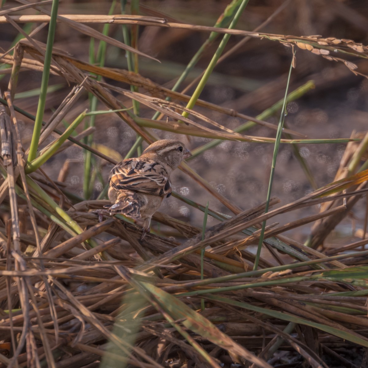 House Sparrow - ML502570491